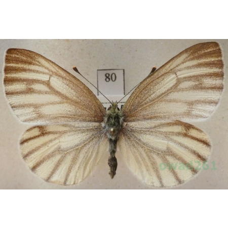 Pieris bryoniae (Hübner, 1806) female Bielinek bryonie Slovakia80